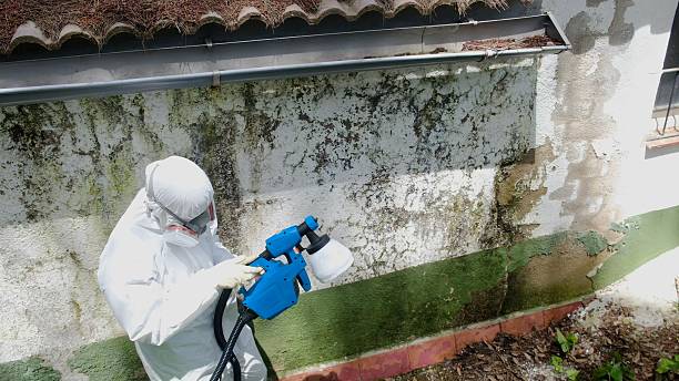 Top rated local Attic Mold Remediation specialists in Greenbackville, VA